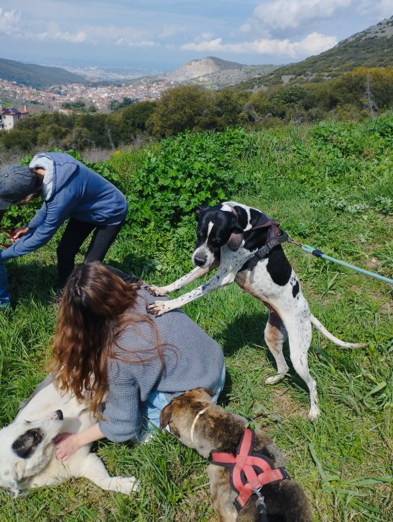 Sunrise Movement at the Animal Shelter